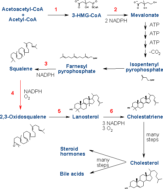 Cholesterol